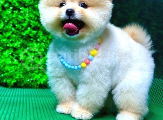 2.5 Aylık Orjinal Pomeranian Yavrular görsel