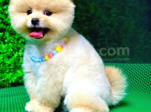 2.5 Aylık Orjinal Pomeranian Yavrular görsel