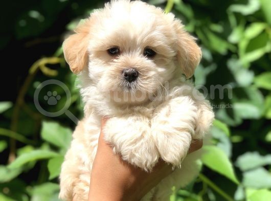 Dizayn Irk Maltıpoo Yavrularımız görsel