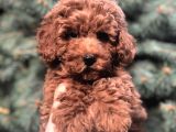 Orjinal Red Brown Toy Poodle Yavrular