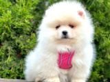 Safkan Pomeranian Boo Yavruları