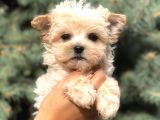 Cep Herkülü Teacup Morkie