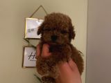 Aşılı Pasaportlu Toypoodle Bebekler