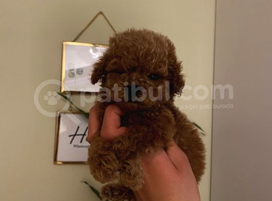 Aşılı Pasaportlu Toypoodle Bebekler görsel