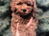 Red Toy Poodle Yavrumuz