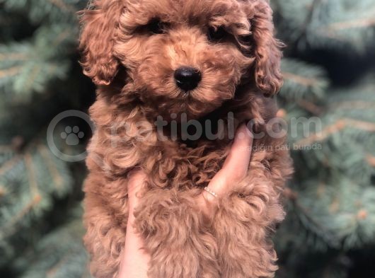Red Toy Poodle Yavrumuz görsel