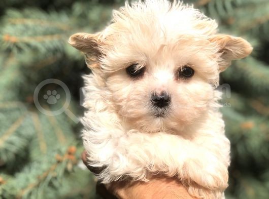 Tr En Özel Morkie Yavruları