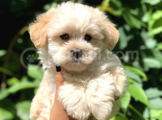 Dizayn Irk Maltıpoo Yavrularımız görsel
