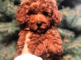 Redbrown Toy Poodle