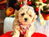 Teacup Üst Kali̇te Malti̇po Di̇şi̇