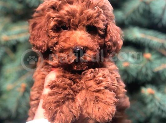 Redbrown Toy Poodle görsel