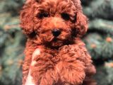 Redbrown Toy Poodle