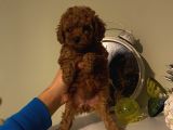 Aşılı Pasaportlu Toypoodle Bebekler