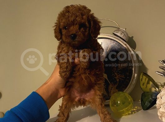 Aşılı Pasaportlu Toypoodle Bebekler görsel