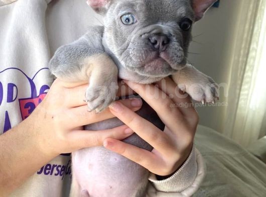 2 Aylık Erkek Lilac Tan French Buldog