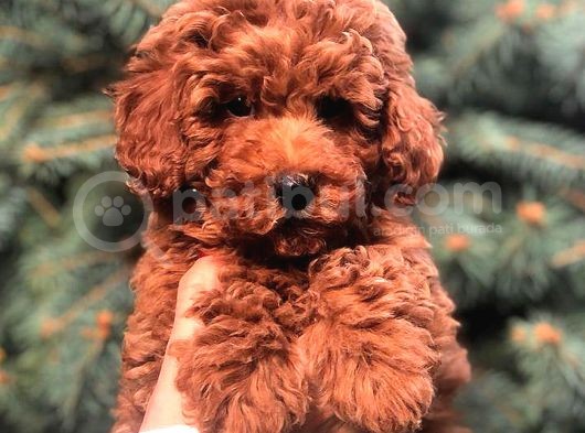 Redbrown Toy Poodle görsel