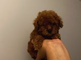 Aşılı Pasaportlu ToyPoodle Bebekler