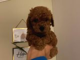 Aşılı Pasaportlu Toypoodle Bebekler