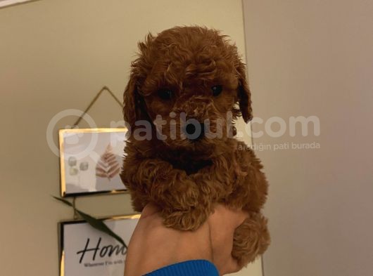 Aşılı Pasaportlu Toypoodle Bebekler görsel