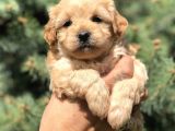 Orjinal Maltıpoo