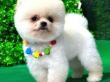 2.5 Aylık Orjinal Pomeranian Yavrular