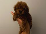 Aşılı Pasaportlu Toypoodle Bebekler
