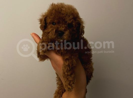 Aşılı Pasaportlu Toypoodle Bebekler görsel