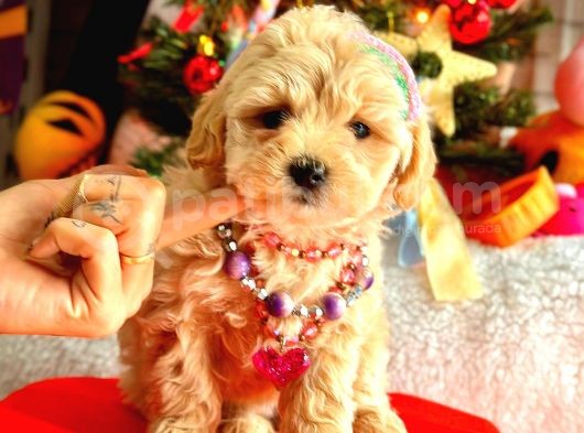 Teacup Üst Kali̇te Malti̇po Di̇şi̇ görsel
