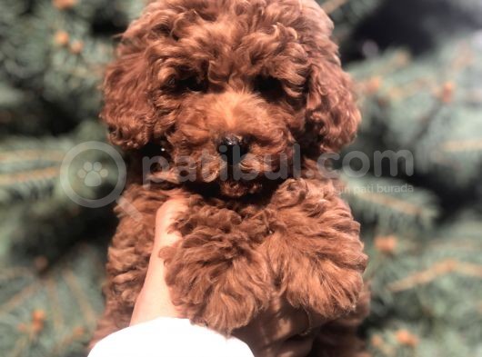 Orjinal Red Brown Toy Poodle Yavrular görsel