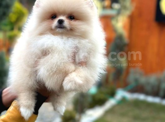 Muhteşem Güzellik Pomeranian Boo Teddy Bear görsel