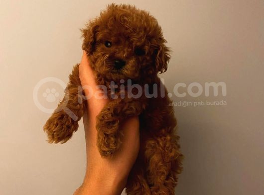 Birbirinden Sevimli Toy Poodle Bebeklerimiz görsel