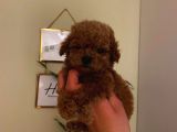 Birbirinden Sevimli Toy Poodle Bebeklerimiz