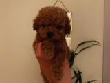 Birbirinden Sevimli Toy Poodle Bebeklerimiz