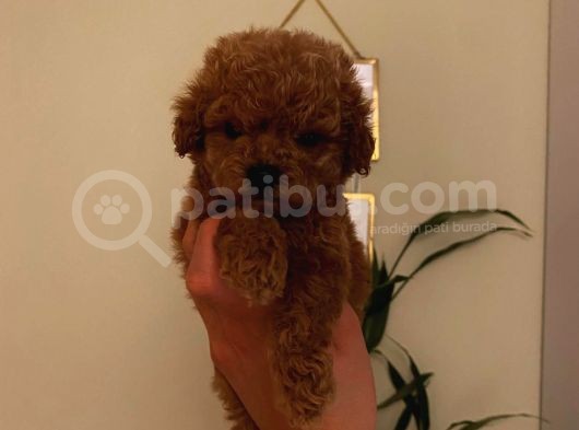 Birbirinden Sevimli Toy Poodle Bebeklerimiz görsel