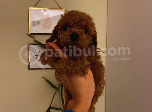 Birbirinden Sevimli Toy Poodle Bebeklerimiz