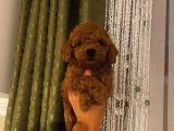 Birbirinden Sevimli Toy Poodle Bebeklerimiz