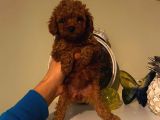Birbirinden Sevimli Toy Poodle Bebeklerimiz