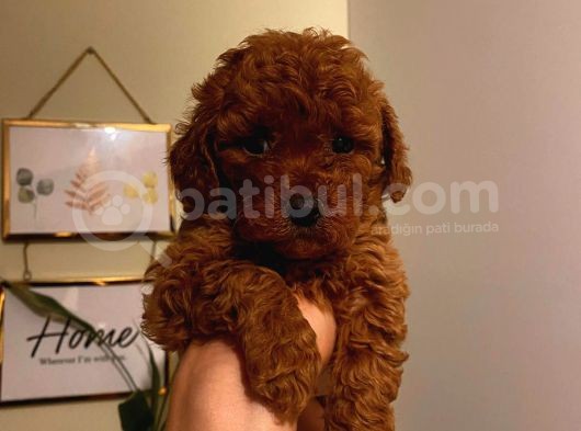 Birbirinden Sevimli Toy Poodle Bebeklerimiz görsel