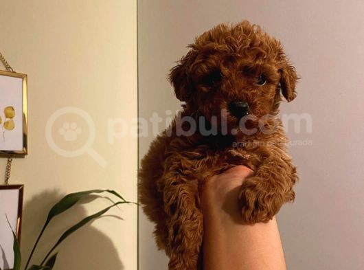 Birbirinden Sevimli Toy Poodle Bebeklerimiz görsel
