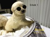 Safkan A Kalite Baby Face Golden Retriever Yavrularımız