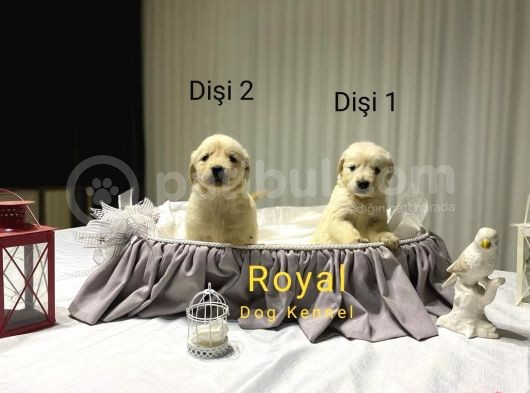 Safkan A Kalite Baby Face Golden Retriever Yavrularımız görsel