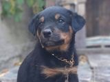 Saf Kan Rottweiler Bebekler
