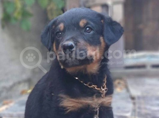 Saf Kan Rottweiler Bebekler görsel