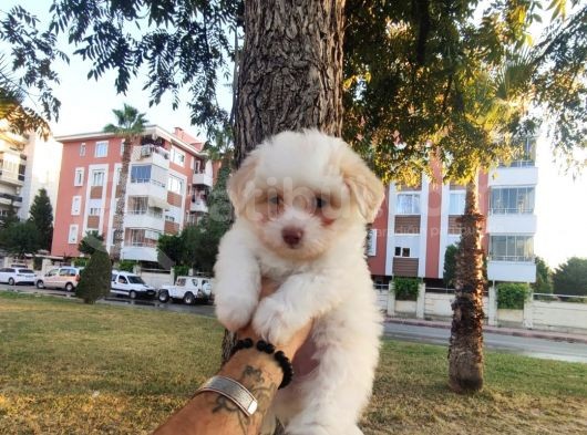 Maltesse Terri̇er