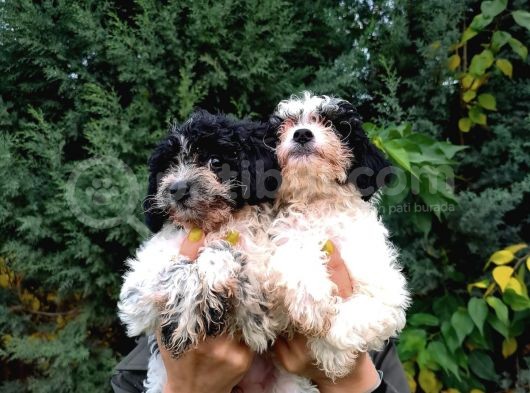 Si̇yah Beyaz Malti̇poo Yavrularimiz görsel