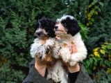 Görülmeye Değer Mi̇kroçi̇pli̇ Malti̇poo Yavrularimiz