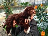Hari̇ka Kali̇tede Lagotto Romagnolo Chocolate