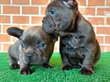 Erkek Güzeli̇ French Bulldog Blue Yavrularimiz