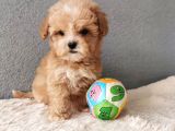 Maltipoo Bebekler