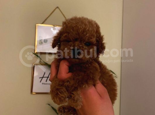 Tatlı Toy Poodle Bebeklerimiz görsel